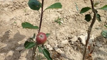 Vegetatiiviset perusrungot - laadukkuuden hedelmäpuiden perusta